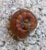 Lacanobia oleracea